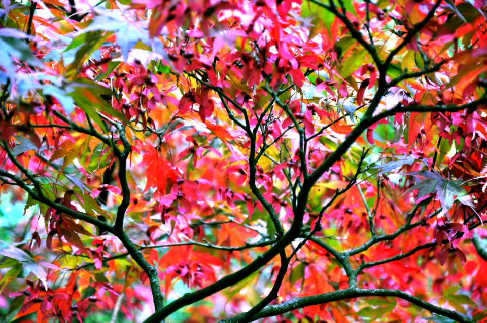 Westonbirt, The national arboretum, United kingdom