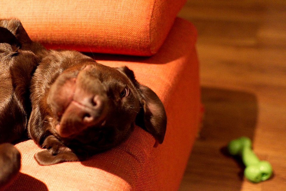 Pet, Dog