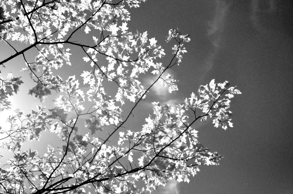 Grange park, United kingdom, Leaves