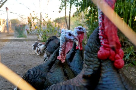 Turkey, Poultry, Tom