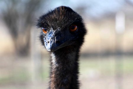 photo of black ostrich head photo