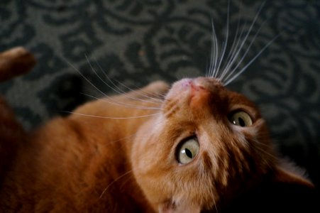 Pet, Cat, Feline