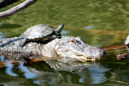 Alligator turtle