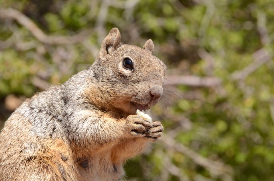 Rodent rock squirrel spermophilus variegatus
