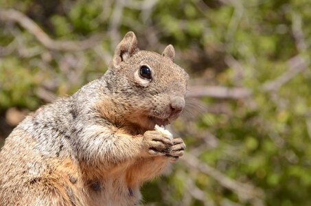 Rodent rock squirrel spermophilus variegatus