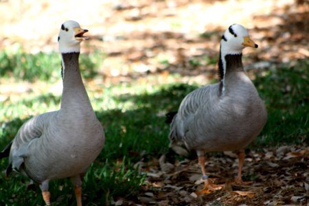 Birds, Geese