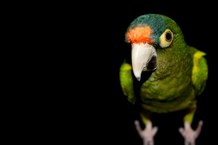 green parrot surrounded by darkness photo