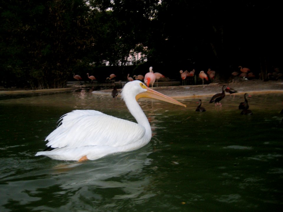 Birds