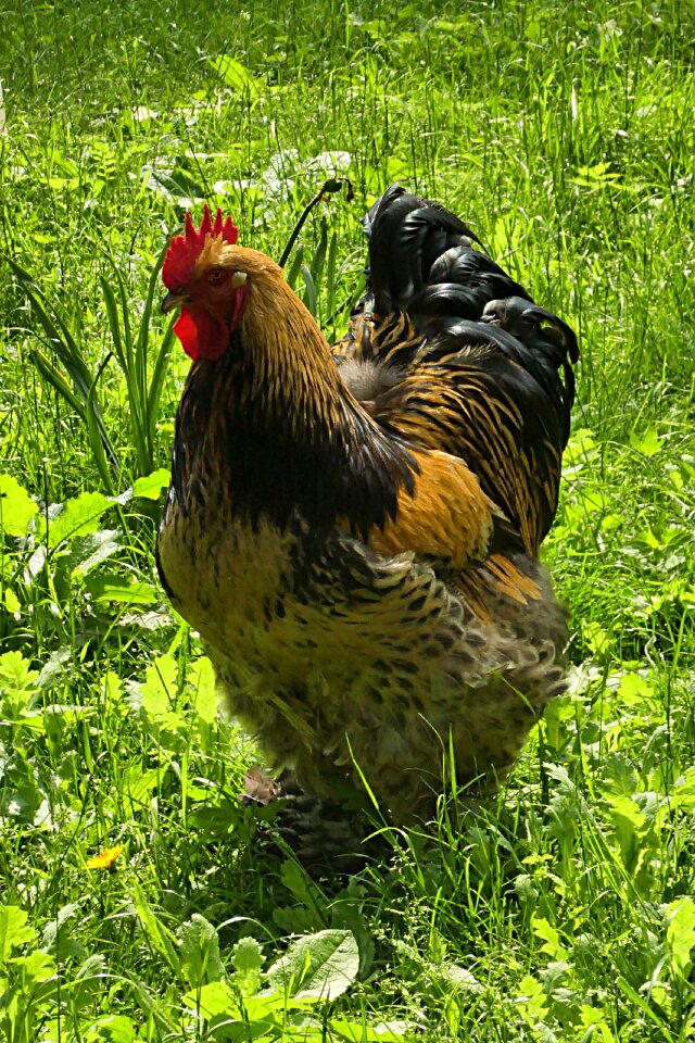 Poultry colorful pride