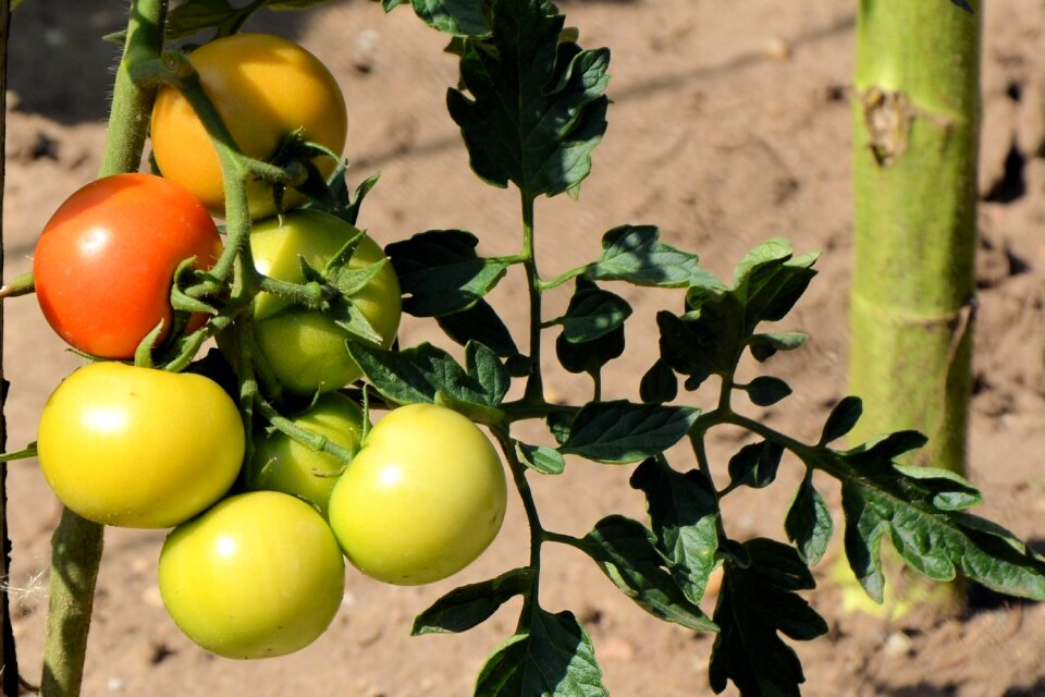 Garden bush tomatoes green