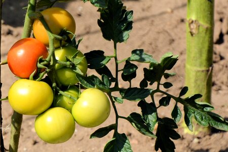 Garden bush tomatoes green