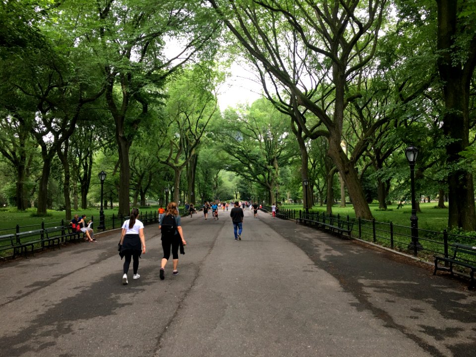New york, United states, Trees