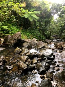 Puerto rico, Rainforest, Trees