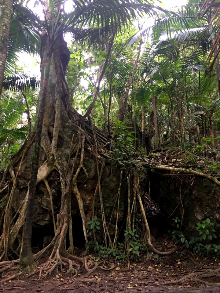 El yunque, Trees, Rainforest