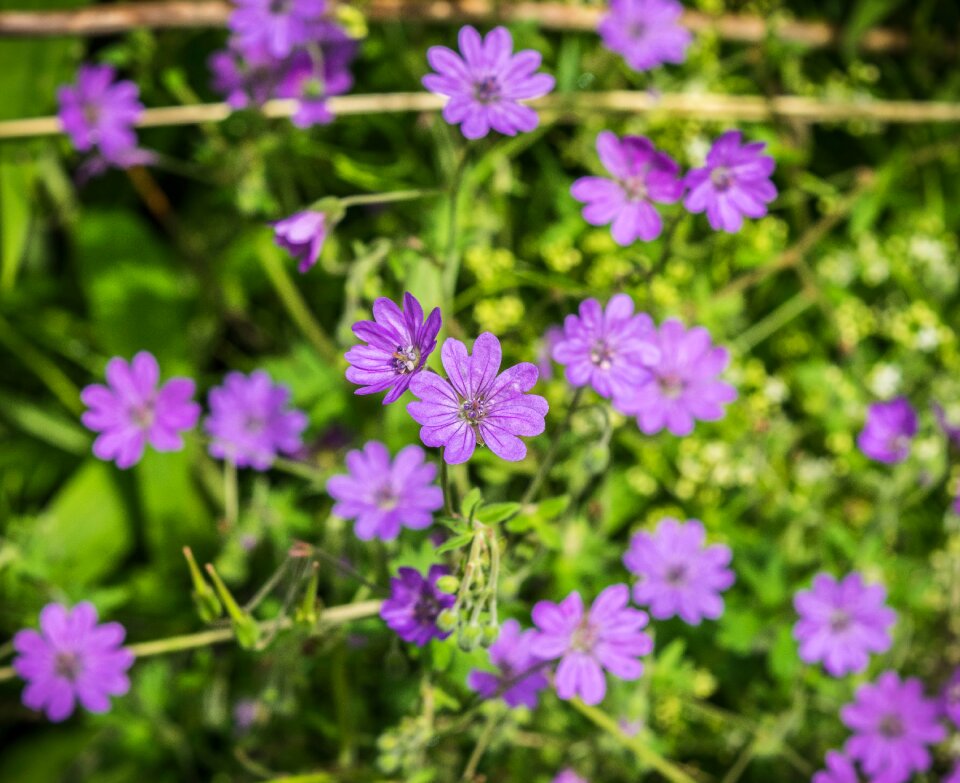 Flower summer wild flower