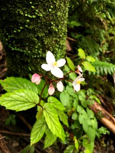 El yunque national forest, Puerto rico, Nature