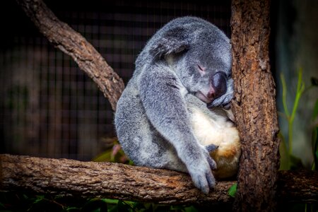 Cute fur koala photo