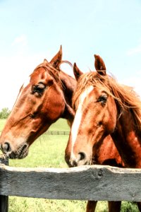 Louisville, United states, Horse photo