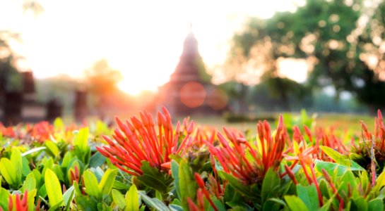 Sukhothai, Thail, Sunrise photo