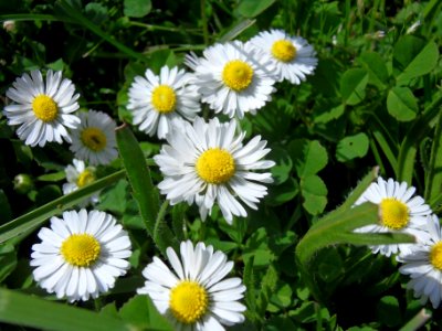 White, Flower, Weed