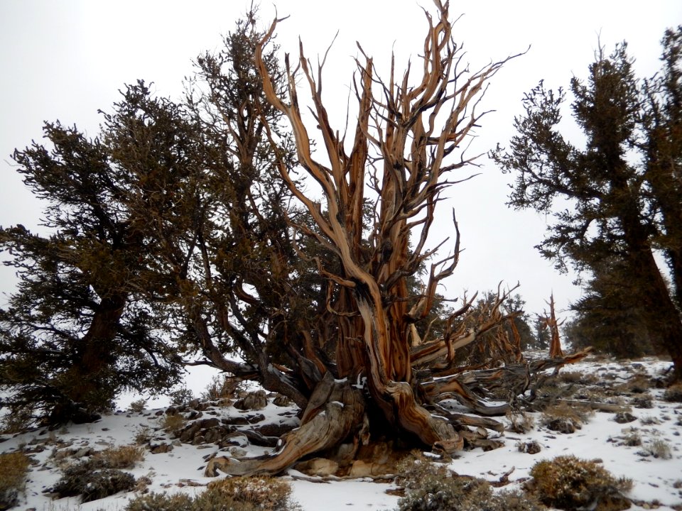 Ancient bristlecone pine area, United states, Winter