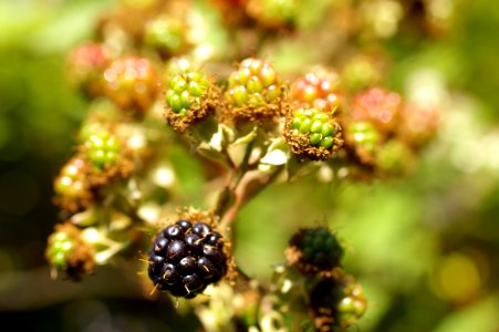 Santa cruz, United states, Briar bush