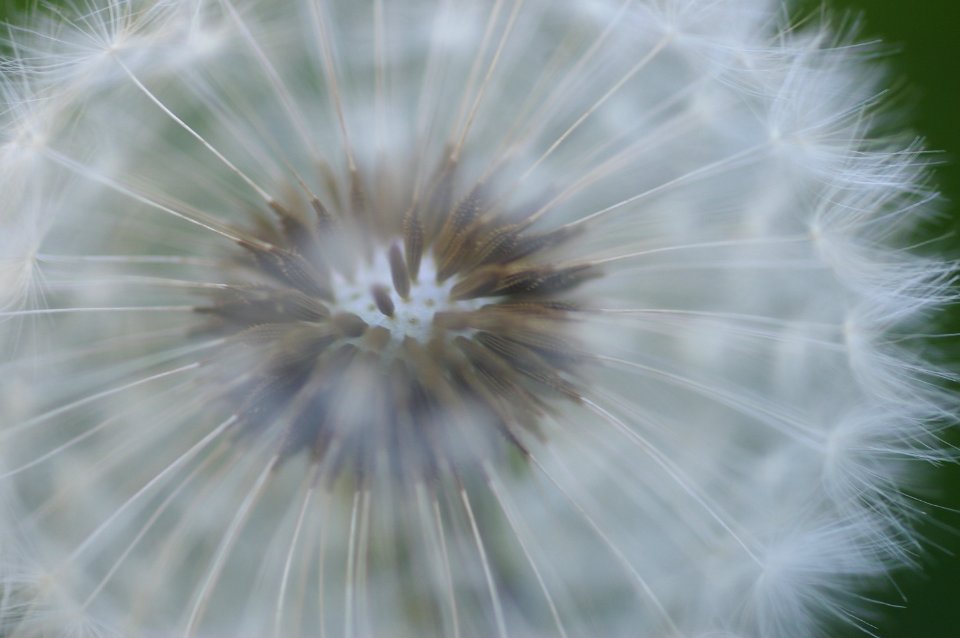 Santa cruz, United states, Weed