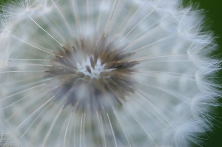 Santa cruz, United states, Weed