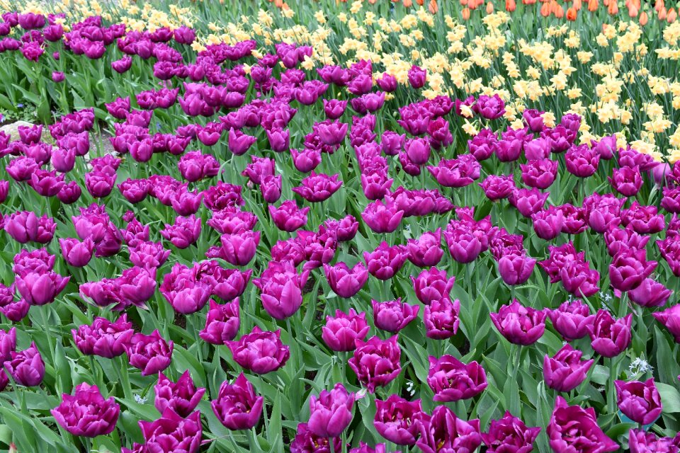 Keukenhof blossom color