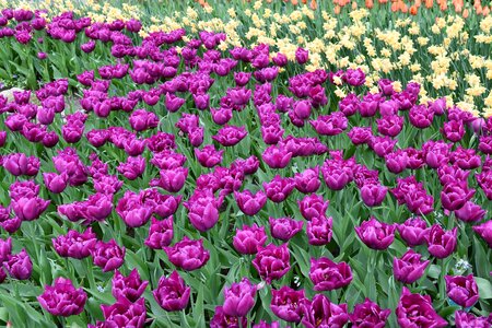 Keukenhof blossom color