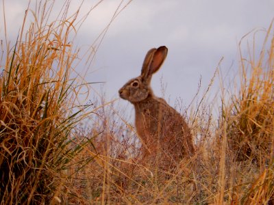 Grant county, United states, Wildlife