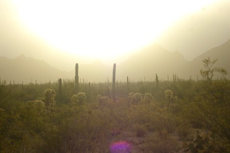 Pima county, United states, Desert