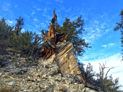 California, United states, Forest