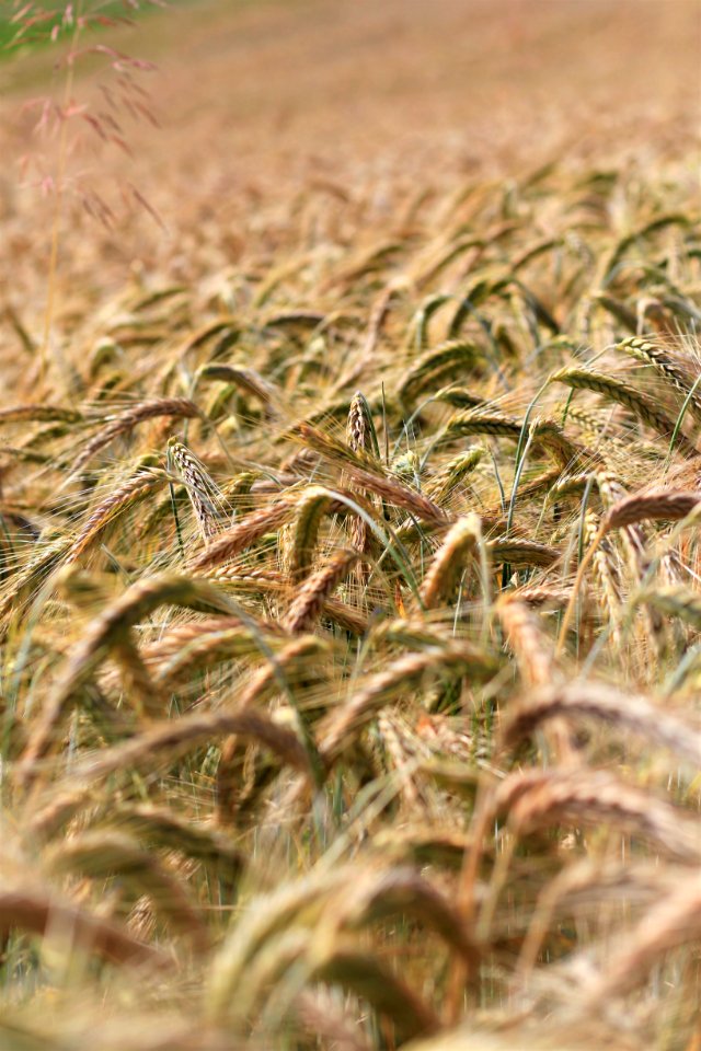Wheat, Nature, Grain