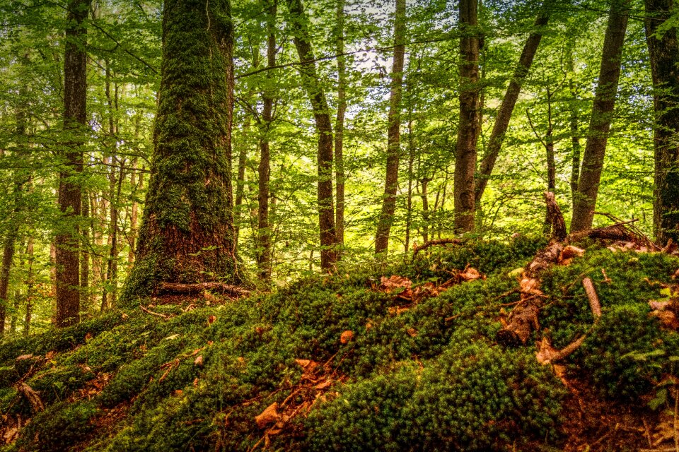 Green nature idyll
