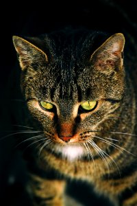 close-up photography of gray tabby cat photo