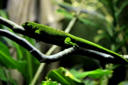 Cologne zoo, K ln, Germany