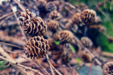 pine cones photo