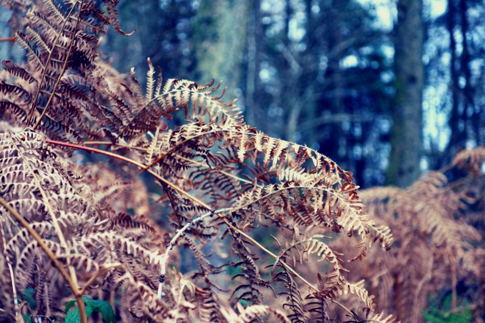 Derfel, United kingdom, Bracken