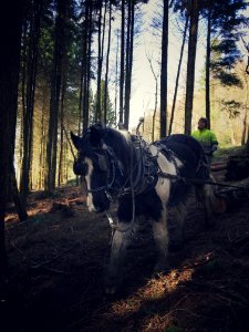 Forest, Llanbrynmair, Wales photo