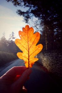 Nature, Leaf