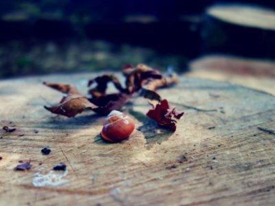 Snail, Nature photo