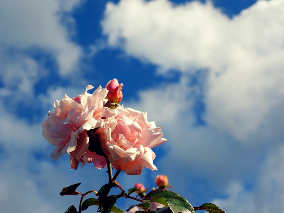 Flower, Nature, Rose