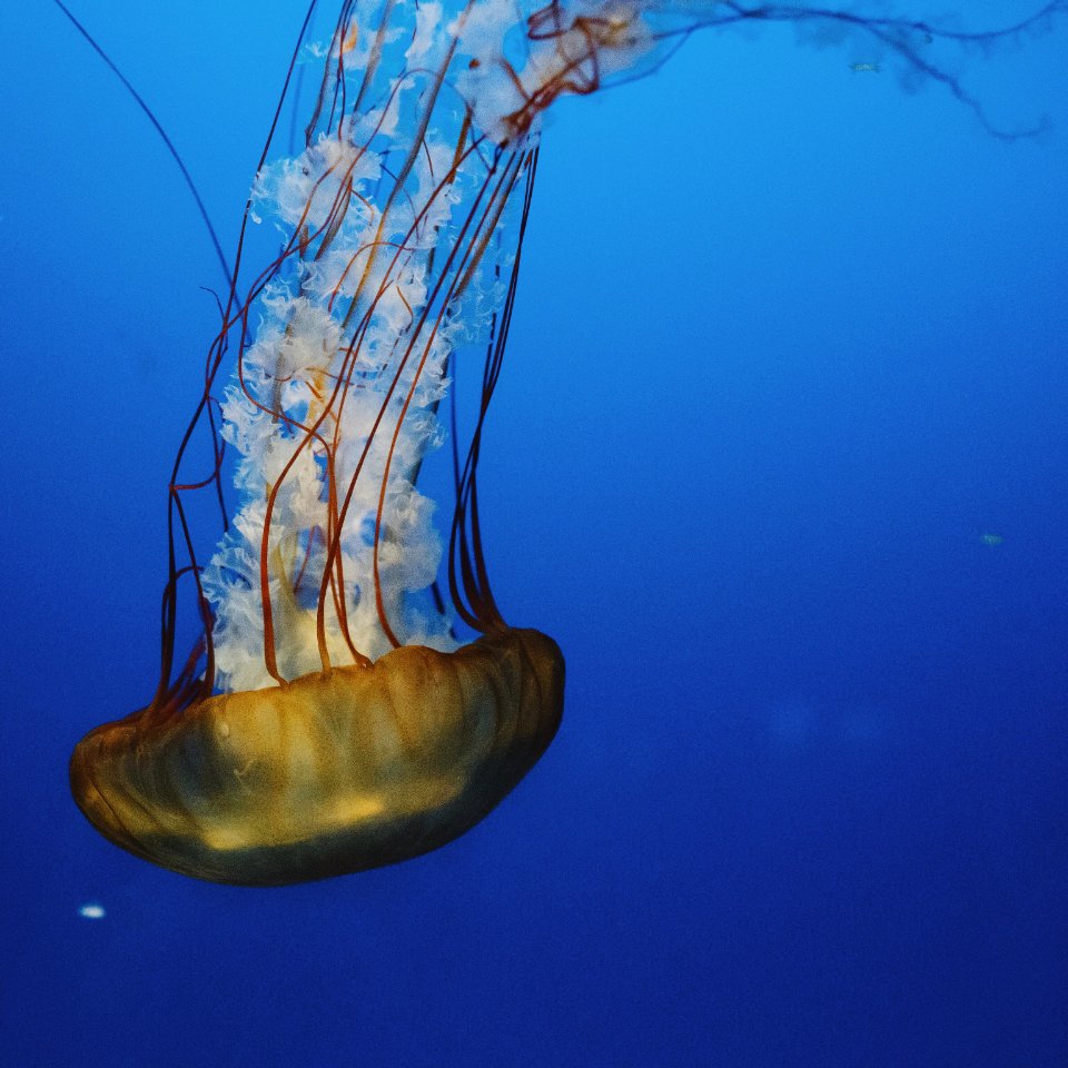 Sea, Jellyfish