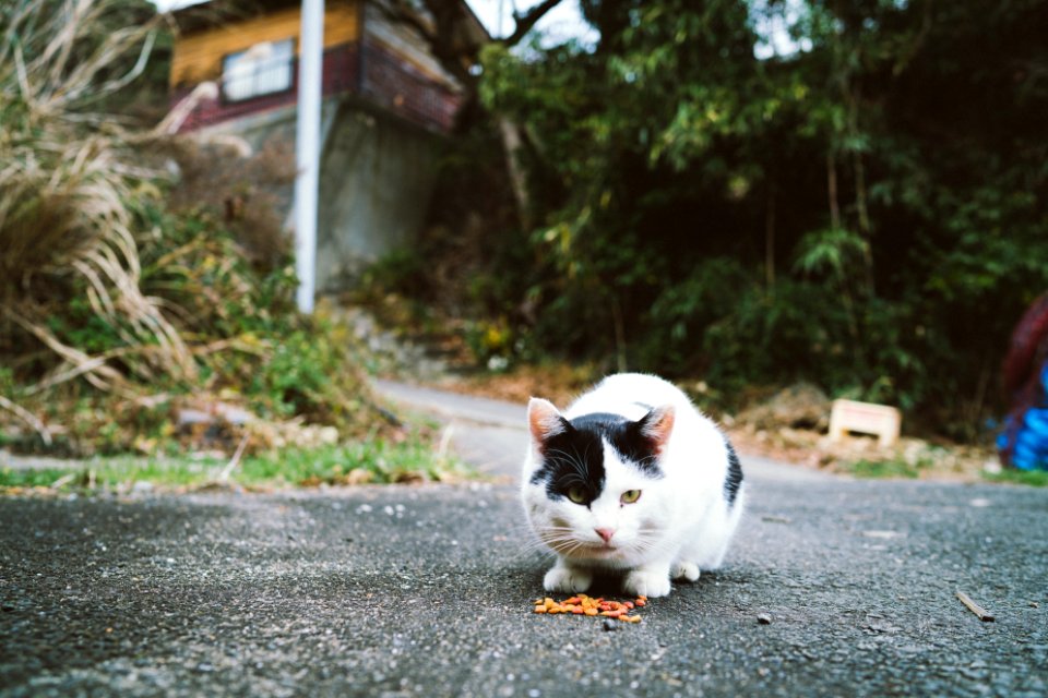 Cats, Cat, Japan