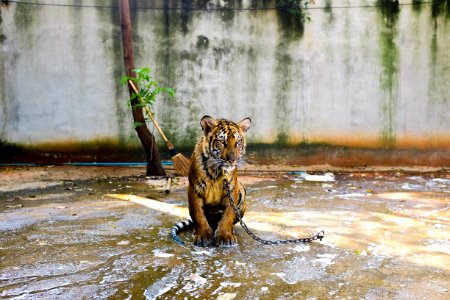 Bengal tiger inside area with water photo