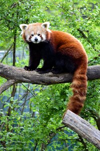 Red panda vienna photo