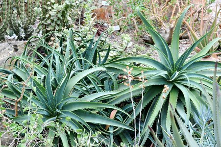 Spur prickly green photo