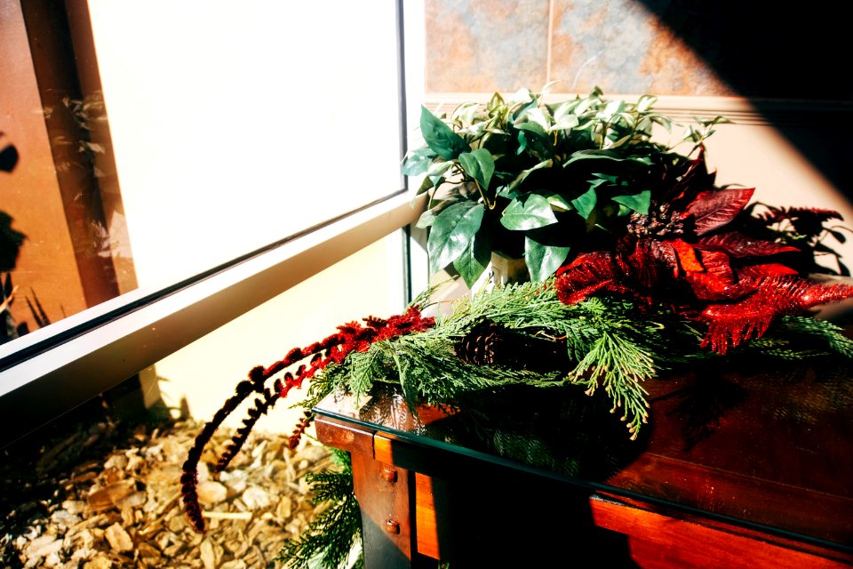 Plants, Plant, Flowers