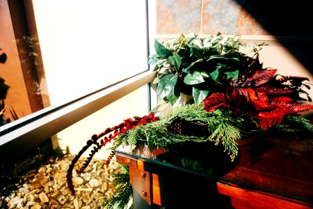 Plants, Plant, Flowers